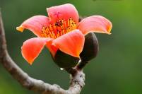 Ceiba flower 72 dpi