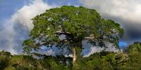 Ceiba tree panarama 72 dpi